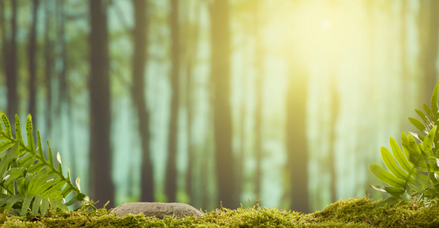 Une micro-forêt urbaine aux Bas-Coquarts