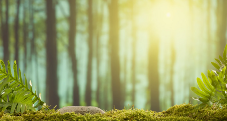 Une micro-forêt urbaine aux Bas-Coquarts
