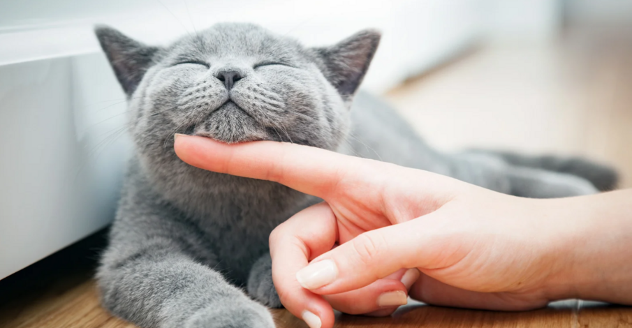 Semaine Nationale de l'Identificationdes Chiens et des Chats du 16 au 22 juin 2025