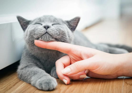 Semaine Nationale de l'Identificationdes Chiens et des Chats du 16 au 22 juin 2025