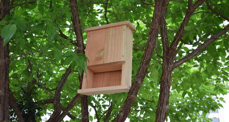 Demandez votre abri à chauves-souris