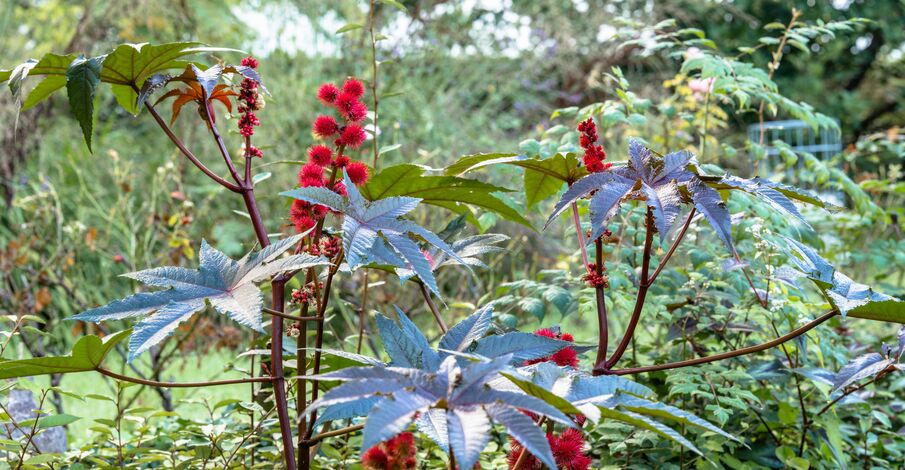 Concours photo "Capturez la nature en Ville"