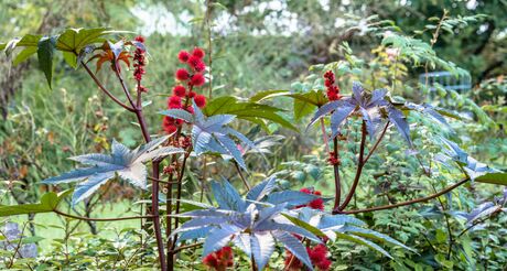 Concours photo "Capturez la nature en Ville"