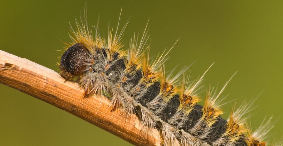 Chenilles processionnaires : fermeture exceptionnelle du Square Carnot