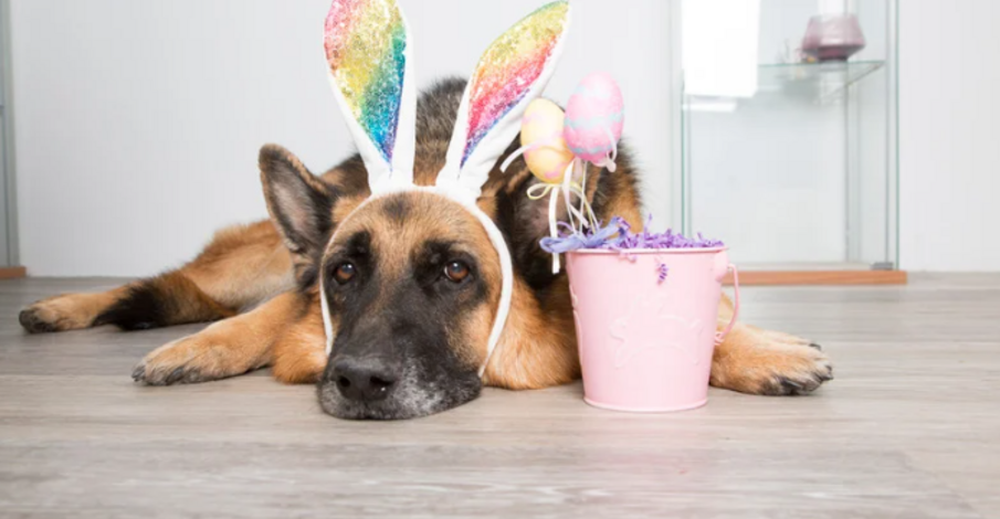 Le chocolat, un danger sucré pour nos chiens