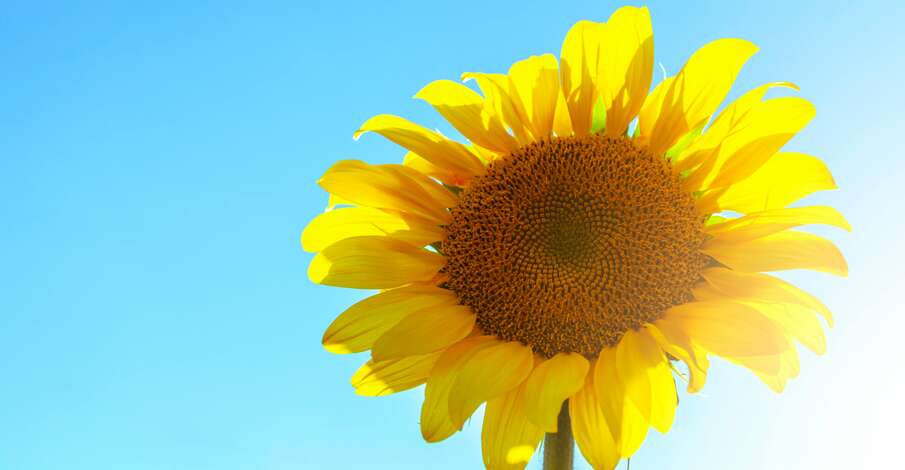 Plan canicule