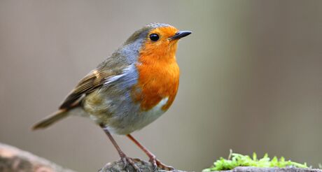 5 œuvres pour découvrir…"les oiseaux"