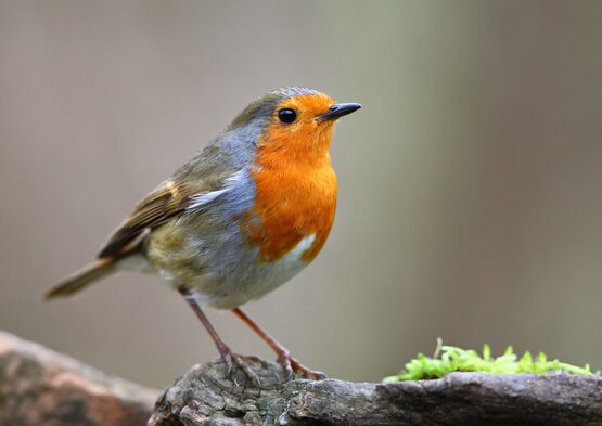 5 œuvres pour découvrir…"les oiseaux"