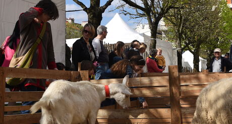 Vert Avril : la nature en Ville 